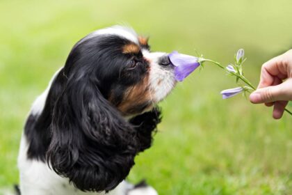10 Curiosidades sobre o olfato canino que você precisa saber