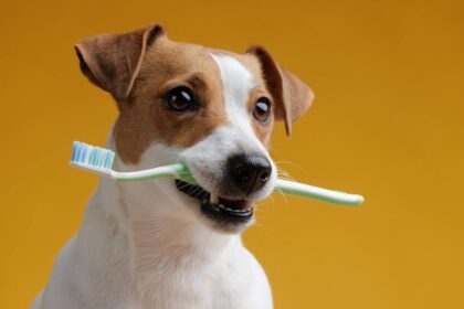 Cuidados com os dentes do seu cão - prevenção de doenças