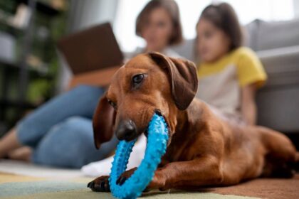 Dicas de brinquedos para cães que adoram roer