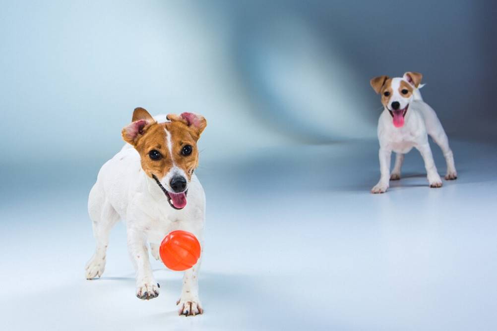 Opções de brinquedos para cães que adoram roer