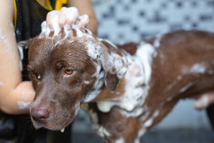 Como acostumar o seu cão a tomar banho em casa
