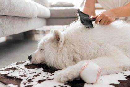 Como escovar os pelos do seu cão para evitar nós