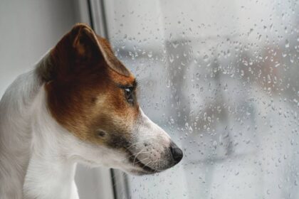 Dicas para fazer o seu cão se sentir seguro durante as tempestades