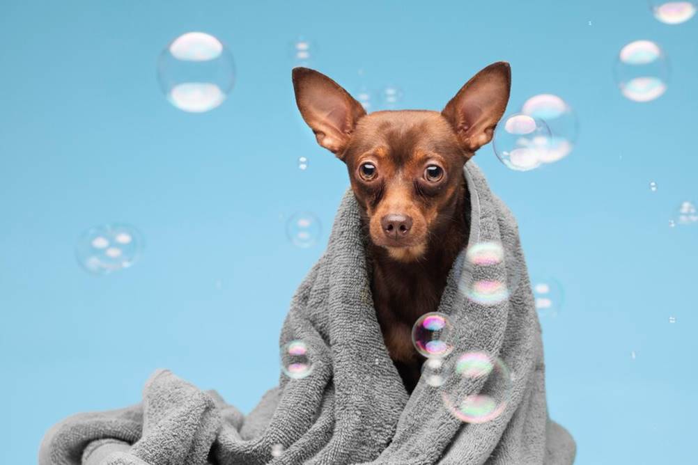 Melhores formas de acostumar o seu cão a tomar banho em casa