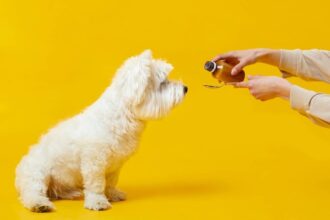 Os principais tipos de vermífugos para cães e quando administ