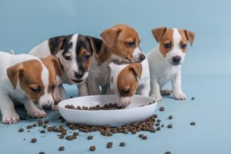 Alimentação adequada para filhotes de cães